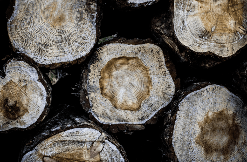 Hårdt træ vs. blødt træ: Hvad er forskellen?